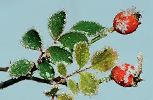 Rosehip: Rosehip with frost in winter