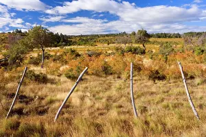 Rosehip: Rosehip - landscape of grazing land - autumn