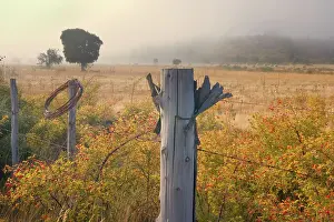 Rosehip: Rosehip - morning fog over landscape of grazing land