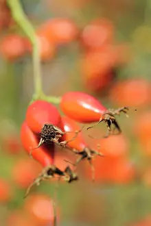 Hips: Rosehip, Rosa, Close up of red hips growing on the bush.-