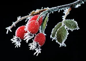 Canina: ROSEHIPS / Dog Rose - Hips covered in frost in winter