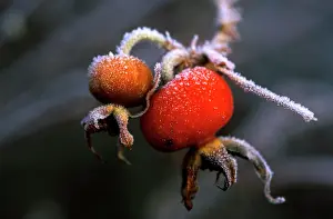 Rosehip: Rosehips after sharp December frost