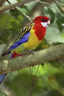 Platycercus: Rosella