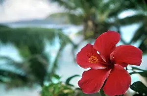 Digue: Rosemallow