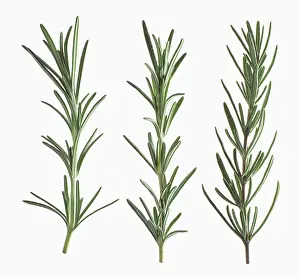 Rosemary: Rosemary