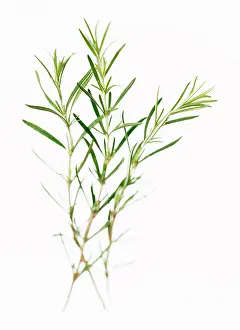 Rosemary: Rosemary