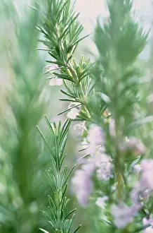 Rosemary: Rosemary