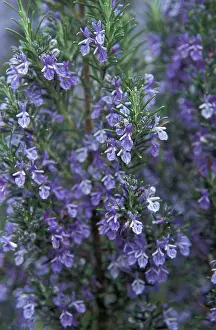Rosemary: Rosemary