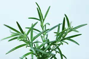 Rosemary: Rosemary