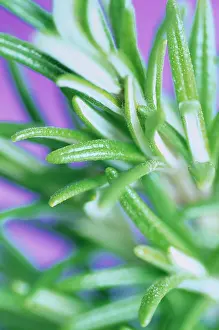 Rosemary: Rosemary