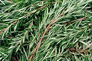 Rosemary: Rosemary