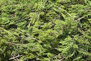 Rosemary: Rosemary