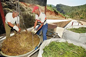 Extracting: Rosemary