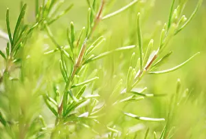 Rosemary: Rosemary