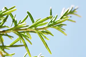 Rosemary: Rosemary