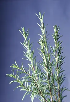 Rosemary: Rosemary