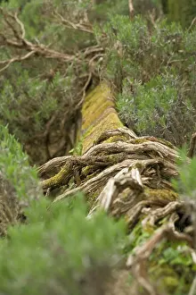 Rosemary: Rosemary