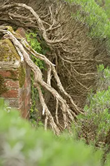 Rosemary: Rosemary