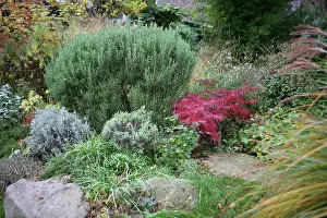 Rosemary: Rosemary
