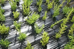 Organized: Rosemary