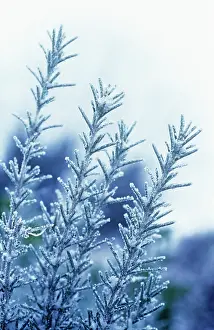 Intricate: Rosemary