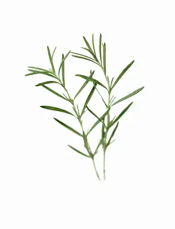Combined: Rosemary