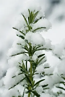 Flavour: Rosemary