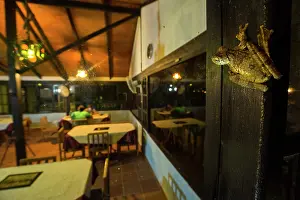 Suspend: Rosenberges tree frog (Hypsiboas rosenbergi) on