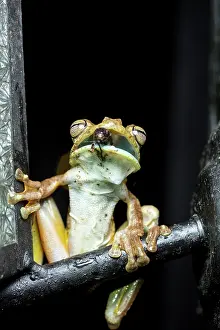 Suspend: Rosenberges tree frog (Hypsiboas rosenbergi) eating