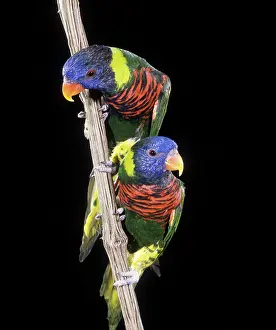 Lorikeets: Rosenberg's Lorikeet