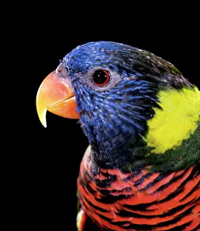 Trichoglossus: Rosenberg's Lorikeet