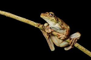 Treefrogs: Rosenberg's tree frog (Hypsiboas rosenbergi), Choco