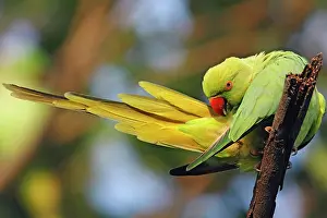 Keoladeo: Roseringed Parakeet preening, Keoladeo National