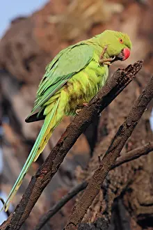 Scratching: Roseringed Parakeet scratching, Keoladeo