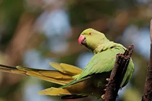 Krameri: Roseringed / Ring-necked Parakeet