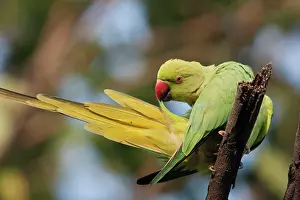 Krameri: Roseringed / Ring-necked Parakeet - preening
