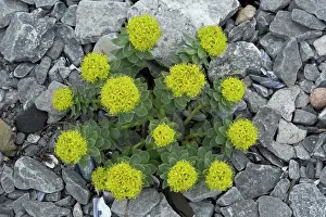Root: Roseroot in flower - on coastal limestone