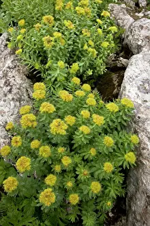 Sedum: Roseroot - large clumps in flower