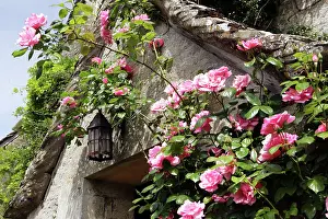 Doorway: Roses around a doorway of a farm house in the cotswold at th