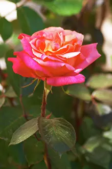Cote: Roses in the garden, in frose red and yellow