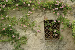 Rustic: Roses on old stone wall, Tuscany, Italy