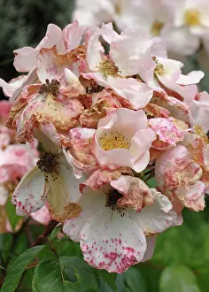 Mold: Roses Spotted by Gray Mold