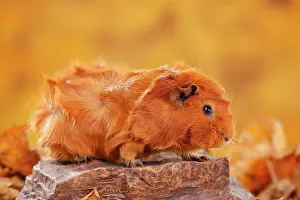 Rosette: Rosette guinea pig on stone, red, autumnal