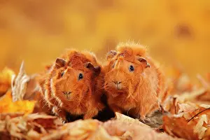 Rosette: Two rosette guinea pigs in autumn leaves, red, autumnal