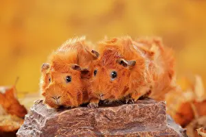 Rosette: Two rosette guinea pigs on stone, red, autumnal