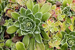 Rosette: Rosette of livelong saxifrage