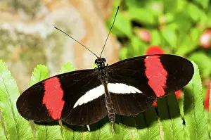Invertebrates: Rosina Butterfly
