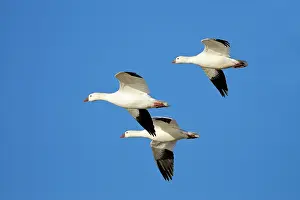 Ross: Ross Goose