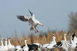 Rosss: Ross's Goose