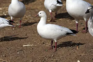 Rosss: Ross's Goose